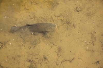 009.JPG (230.8 Kio) Vu 787 fois 009.JPG