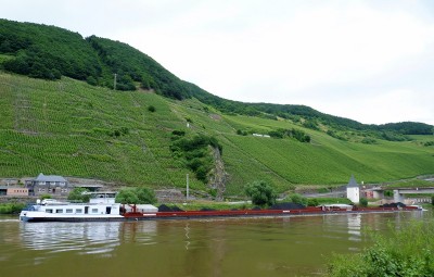 KVB-Maranta-3-Trittenheim-27-06-2016 (2).JPG (191.93 Kio) Vu 3616 fois KVB-Maranta-3-Trittenheim-27-06-2016 (2).JPG