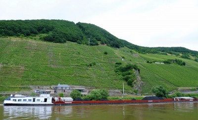 KVB-Maranta-2-Trittenheim-27-06-2016 (2).JPG (204.79 Kio) Vu 3617 fois KVB-Maranta-2-Trittenheim-27-06-2016 (2).JPG