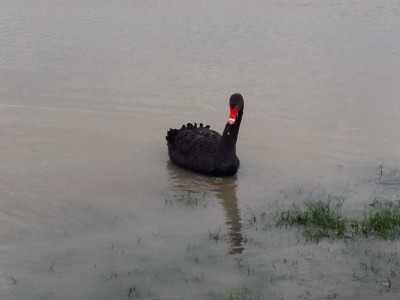 20180106_162029 (Copier).jpg (53.85 Kio) Vu 15328 fois 20180106_162029 (Copier).jpg